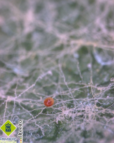 Araña Roja - Red spider - Araña vermella >> Panonychus ulmi - Huevo de Panonychus ulmi en hoja de vid.jpg